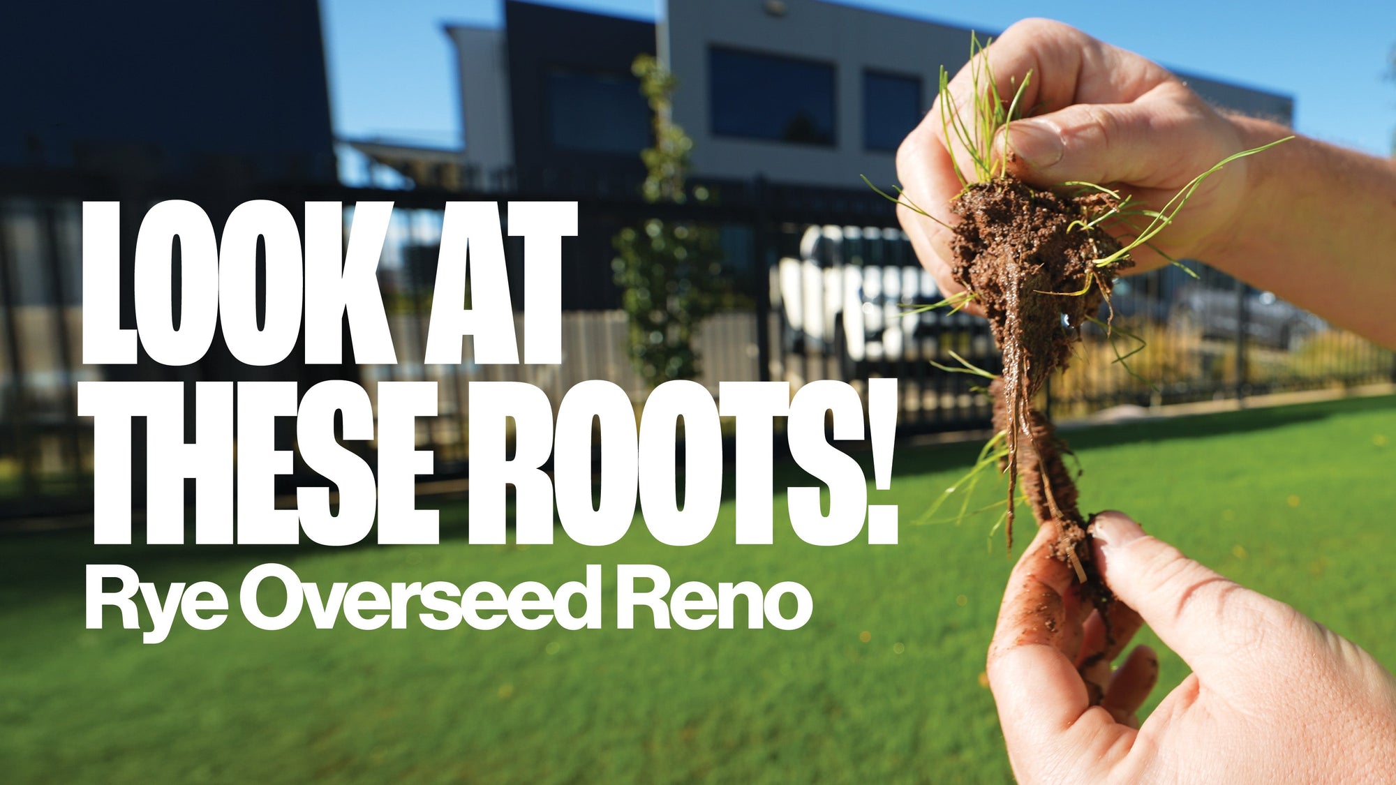 Ryegrass Overseed Reno | 3 Weeks Progress