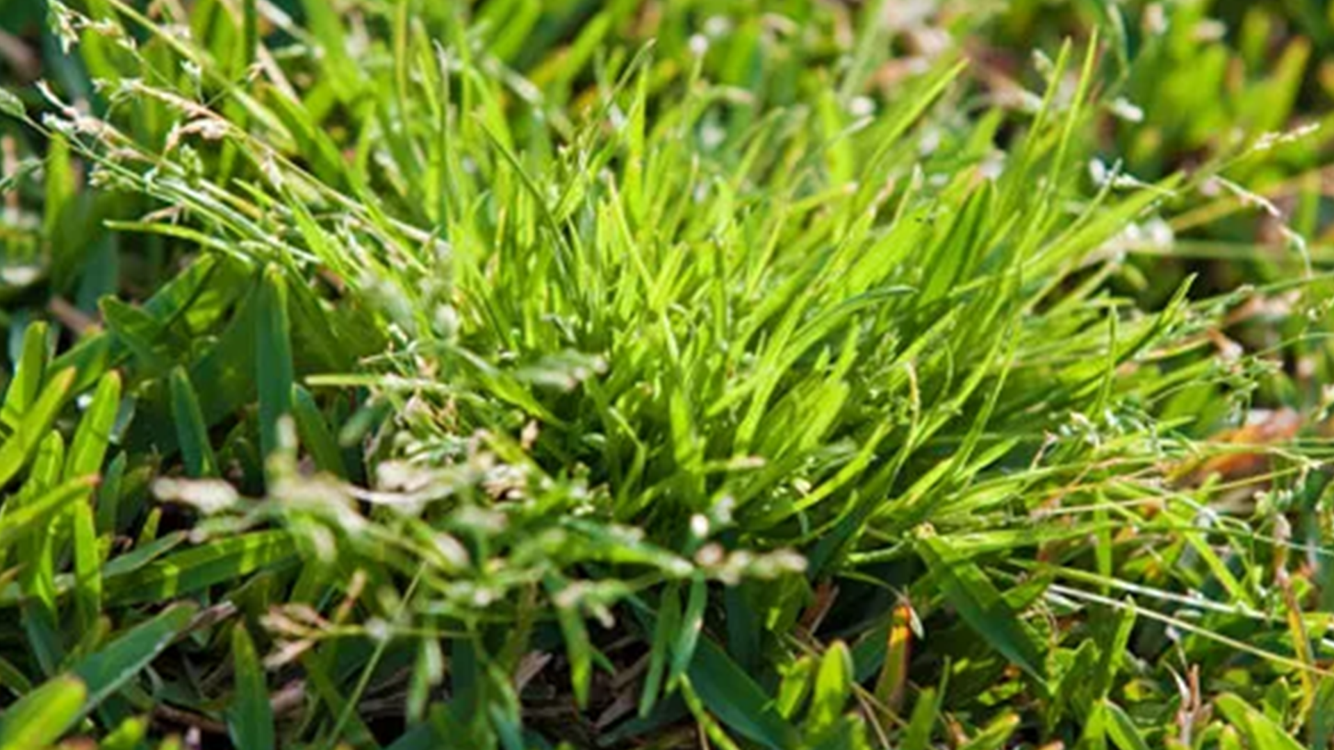 Does Winter Grass Die In Summer