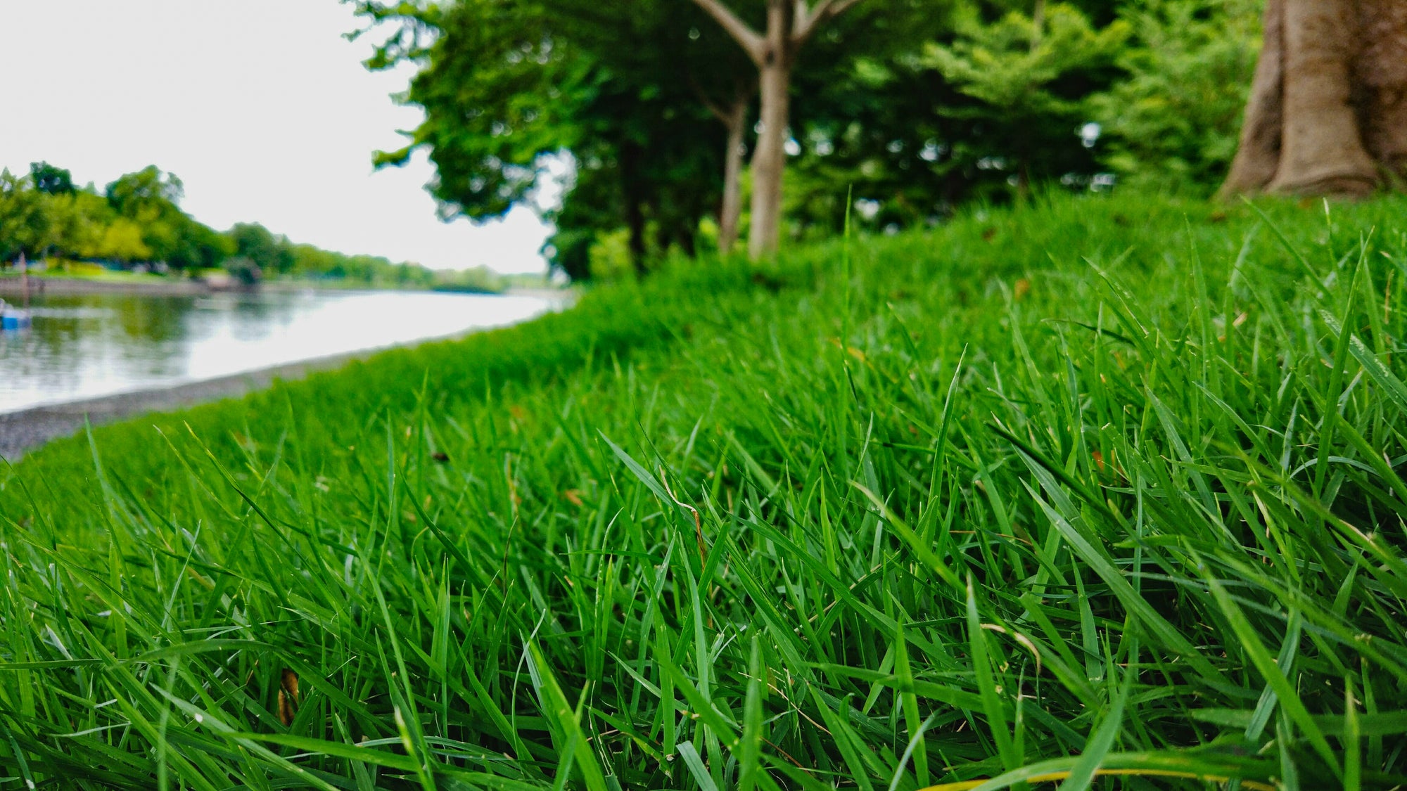 How_To_Mow_Long_Grass