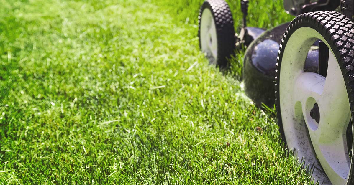 4 fundamentals you must know when caring for your lawn