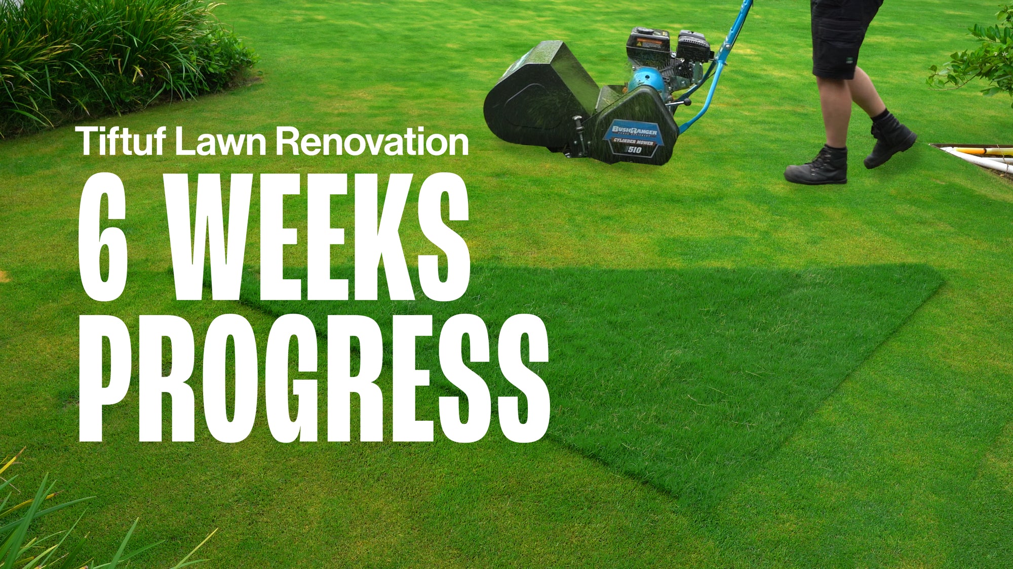 Tiftuf Lawn Renovation - 6 Week Progress
