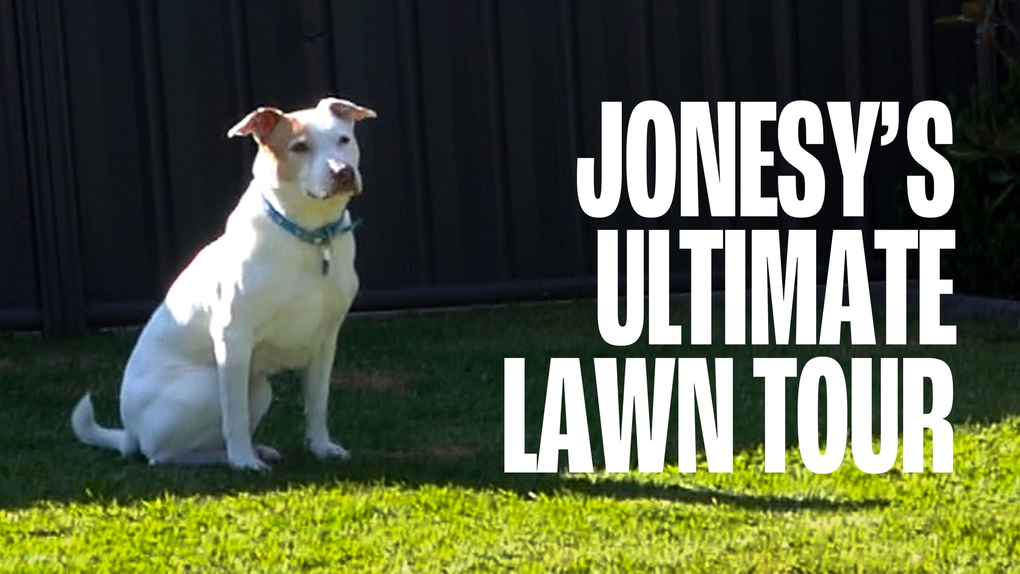 Jonesy's Ultimate Lawn Tour