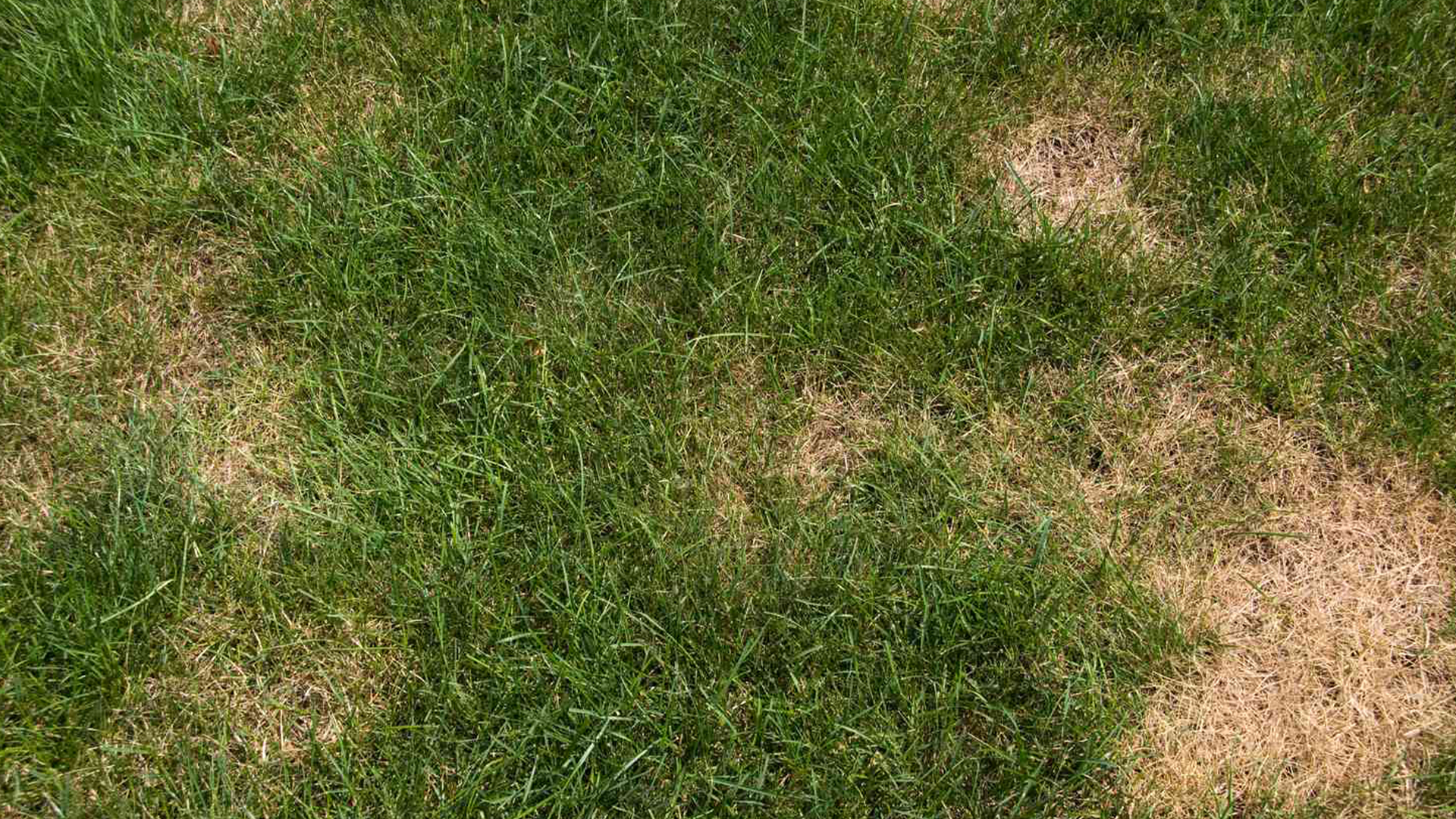 How To Fix Patchy Lawn