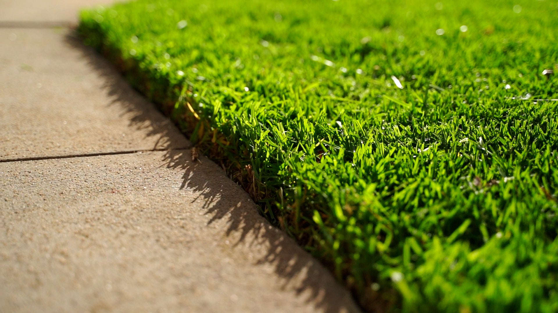 When Is The Best Time To Lay Turf