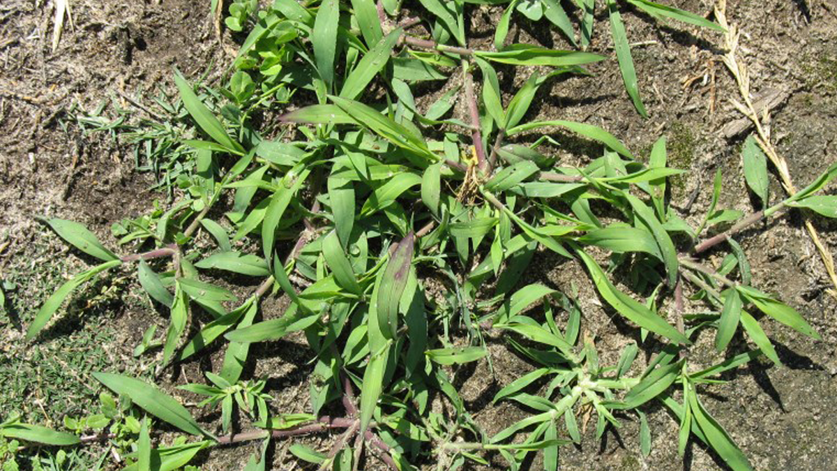 Summer grass discount