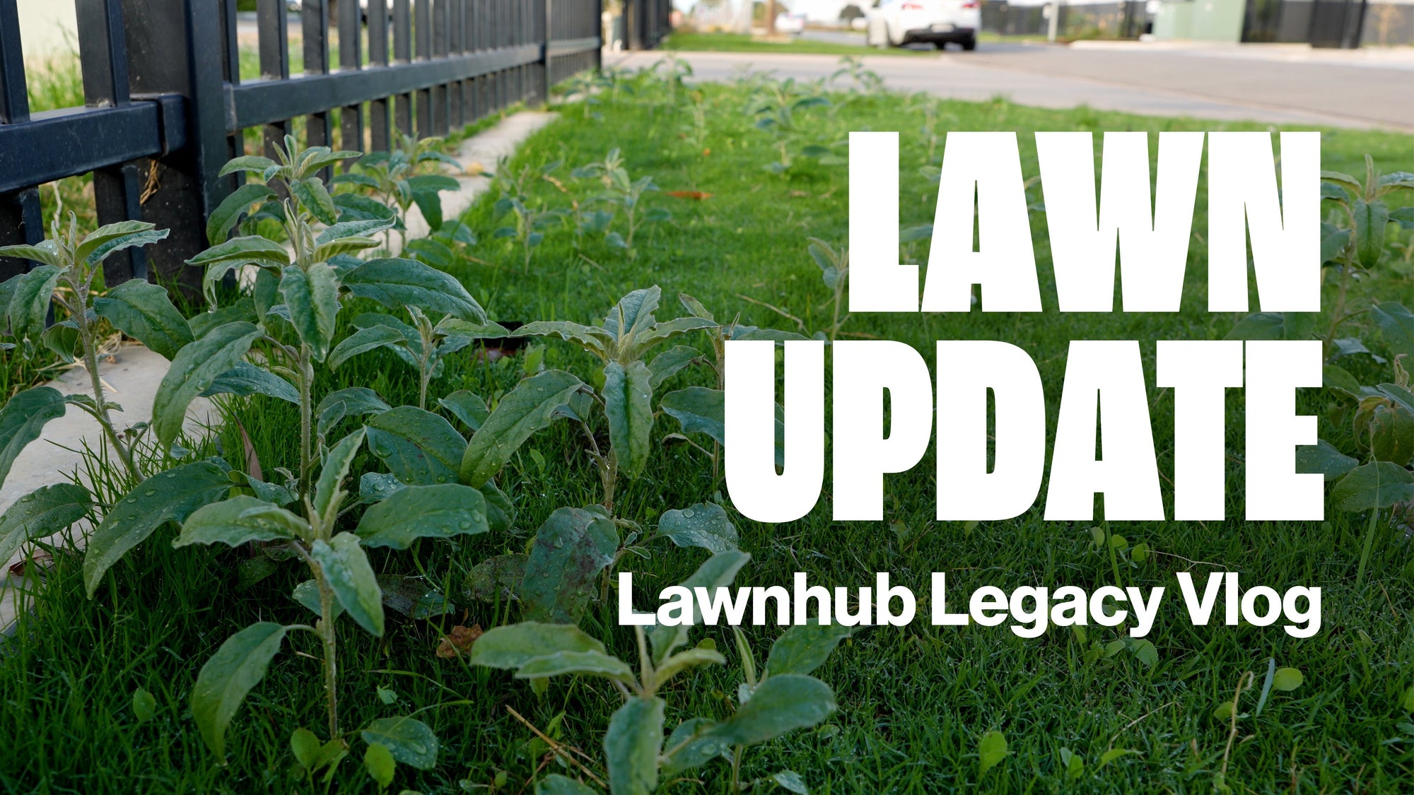 The lawn has finally come back! | Lawnhub Legacy