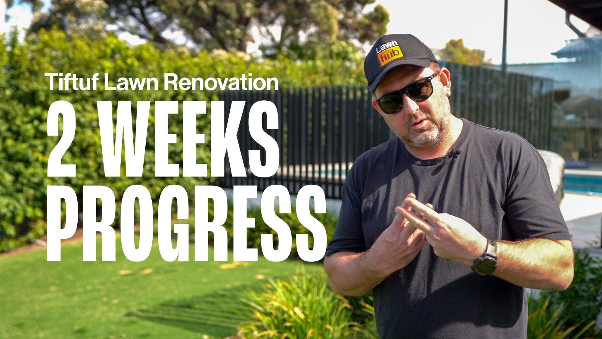 Tiftuf Lawn Renovation - 2 Week Progress