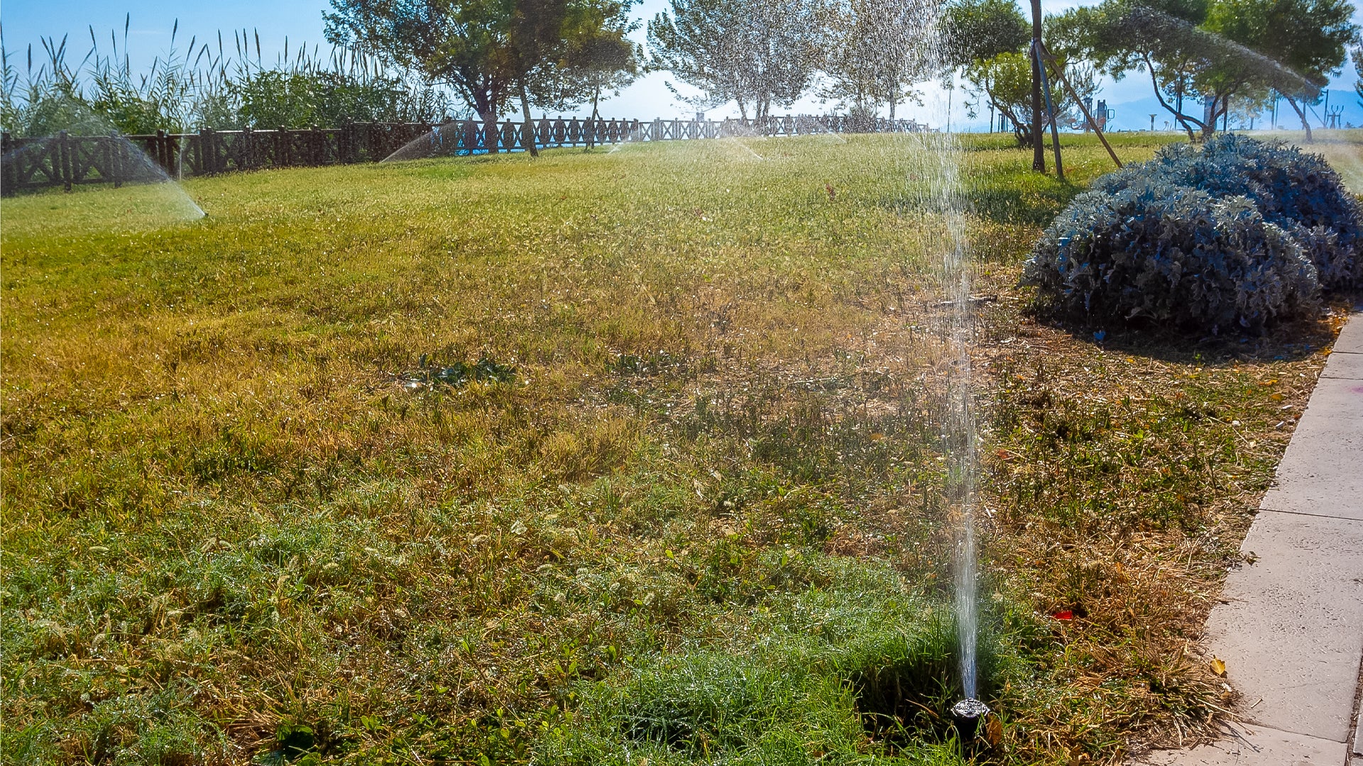 Will Watering Dead Grass Bring It Back?