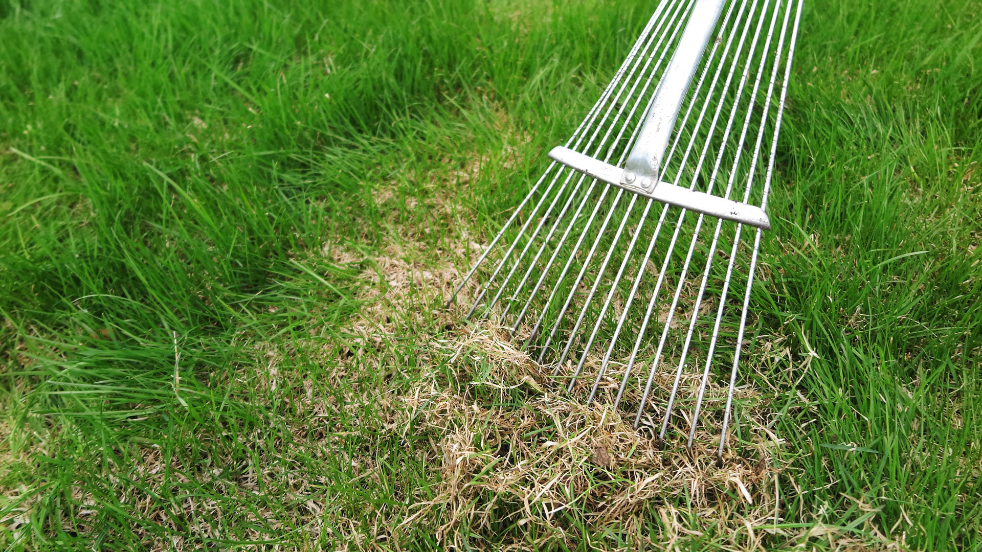 How To Dethatch Lawn