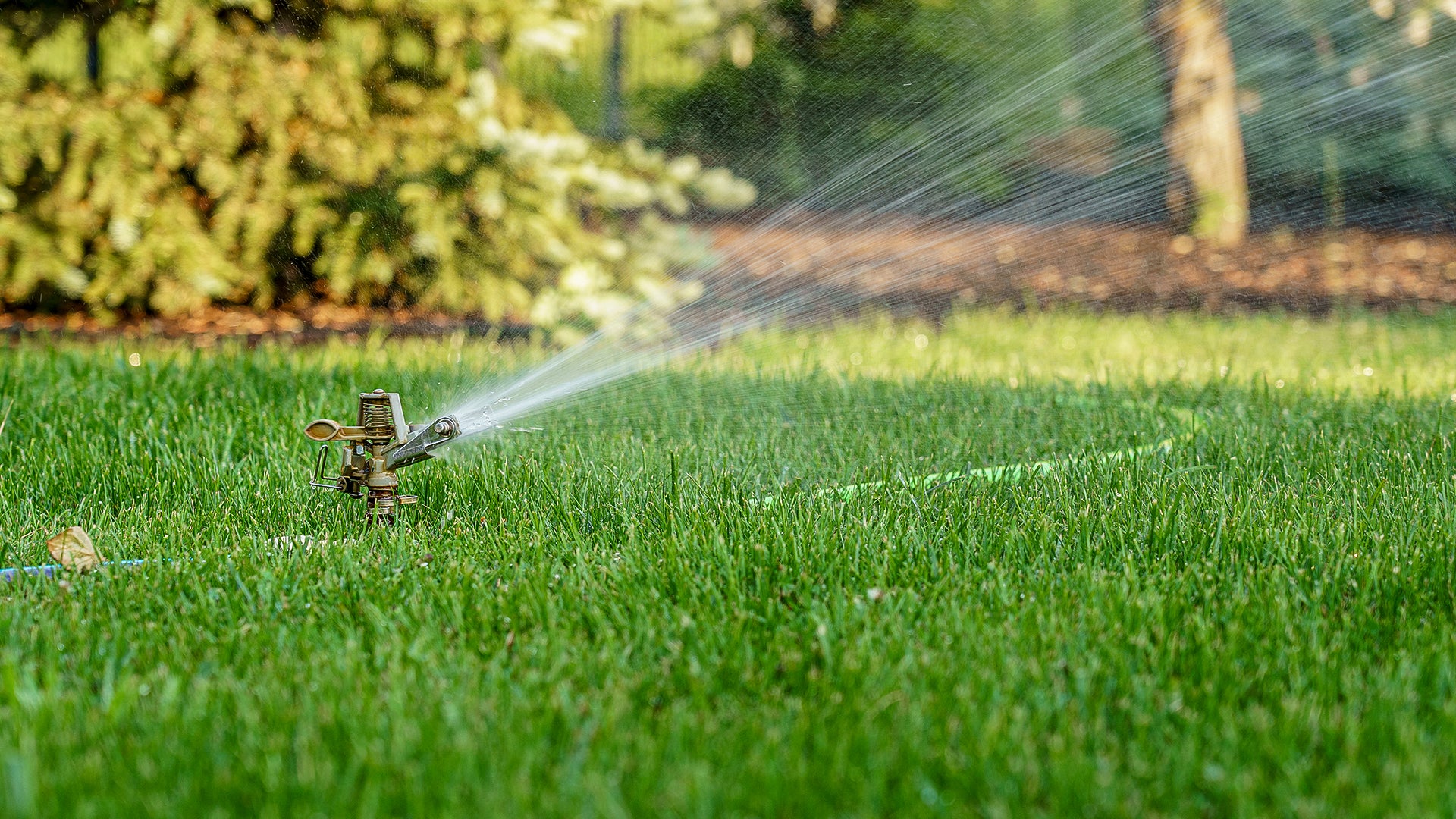 How Often To Water Your Lawn In Summer